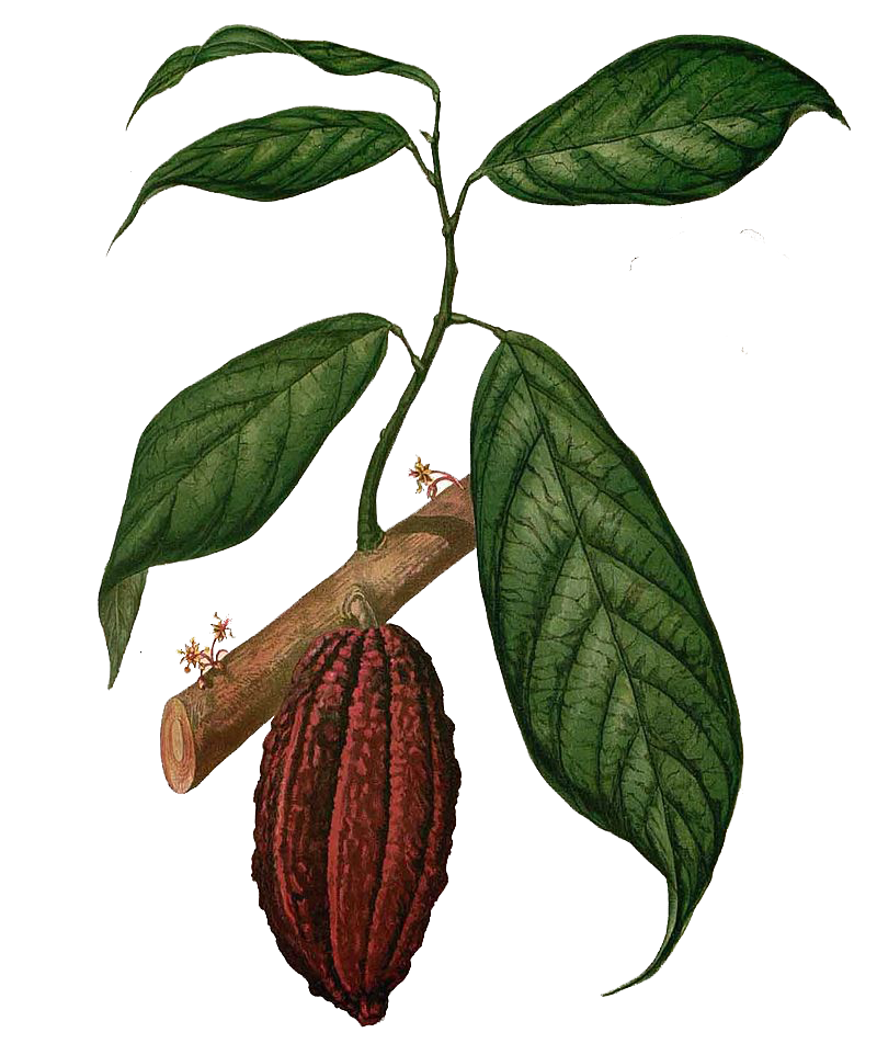 Semilla de Cacao